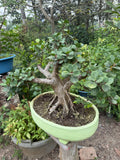 Ficus Microcarpa