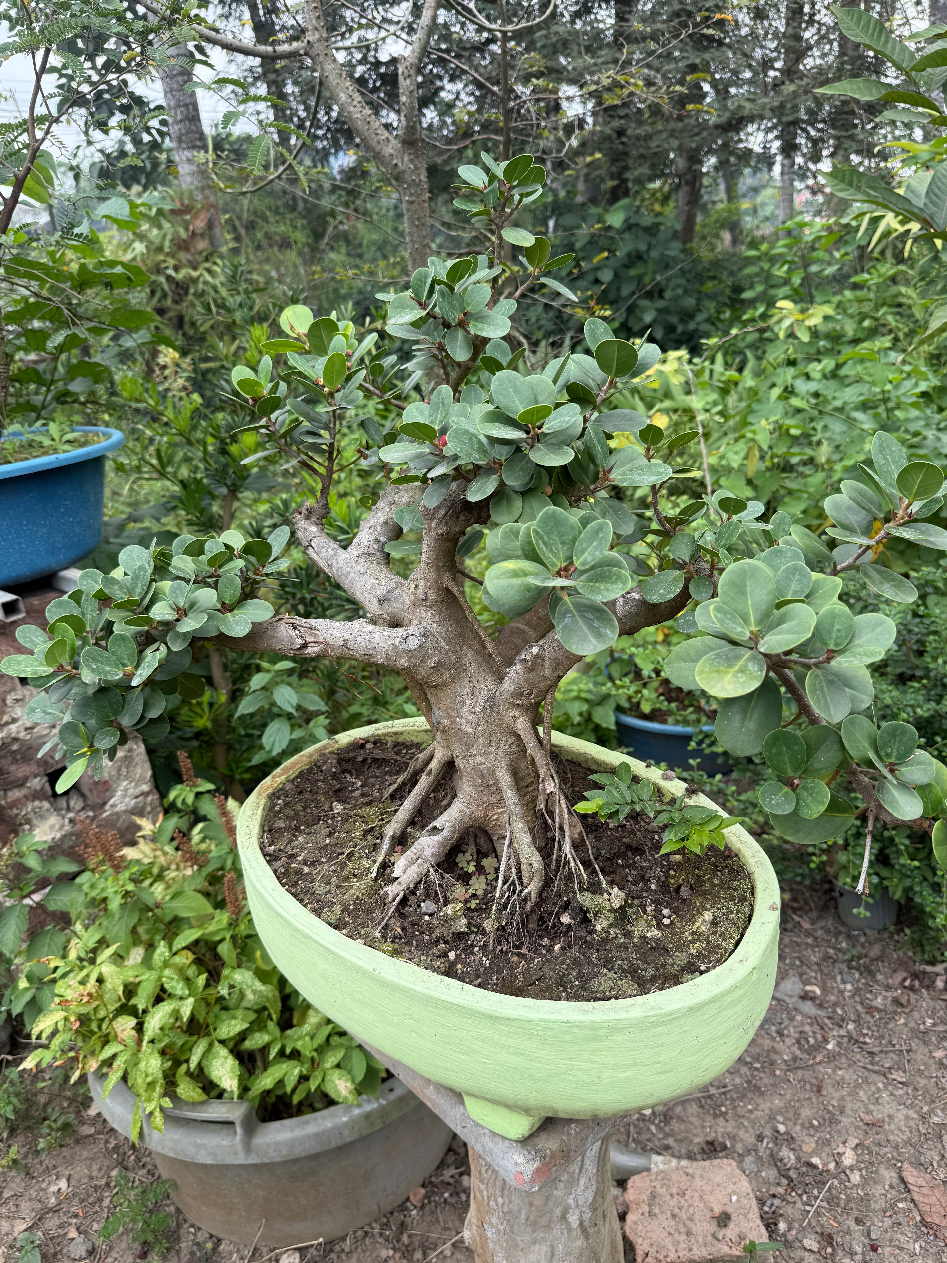 Ficus Microcarpa