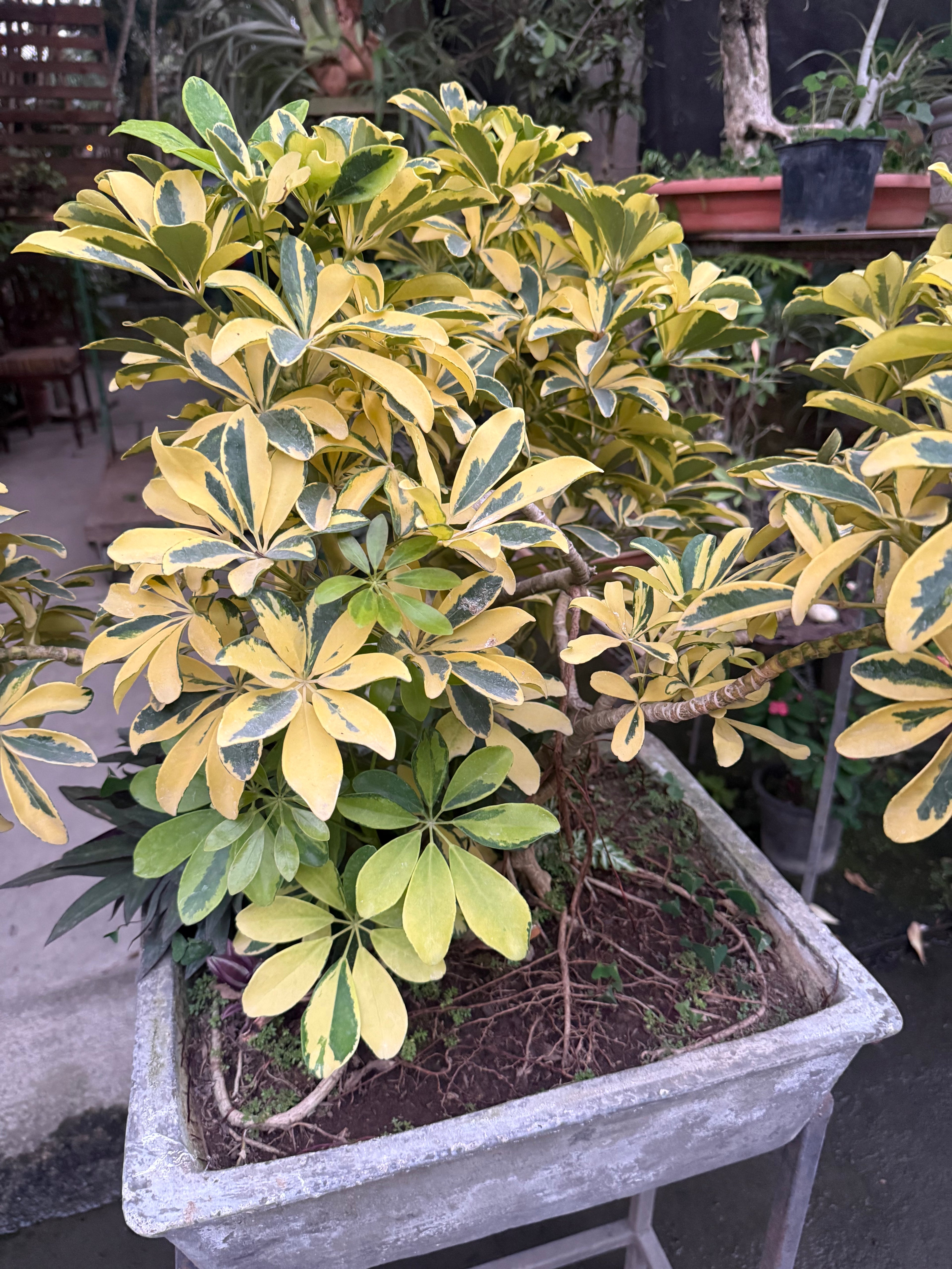 Schefflera Arborícola Variegada