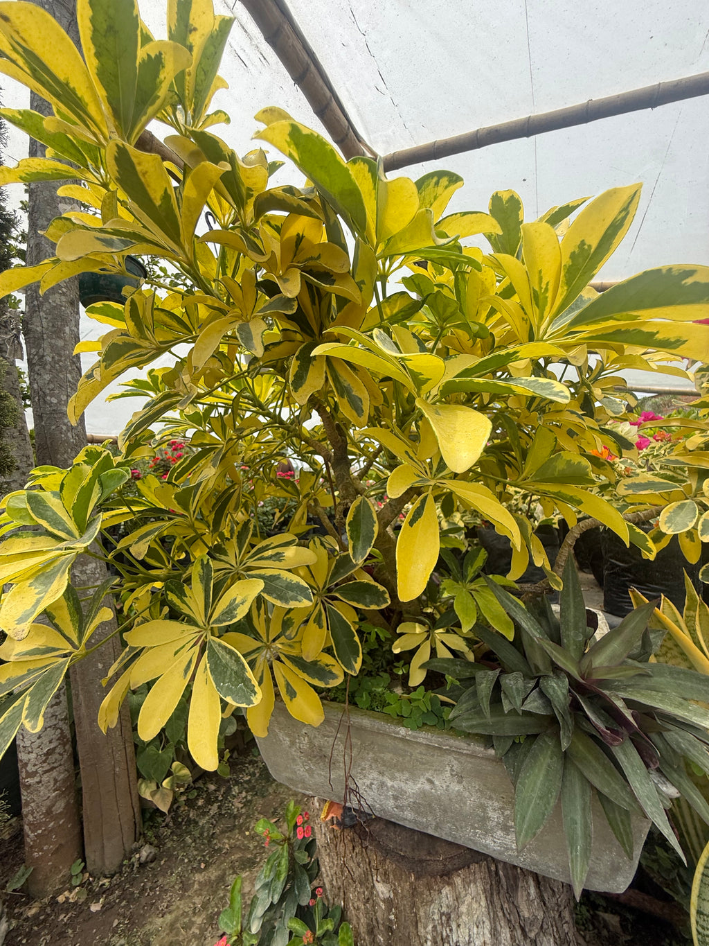 Schefflera Arborícola Variegada