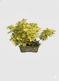 Schefflera Arborícola Variegada