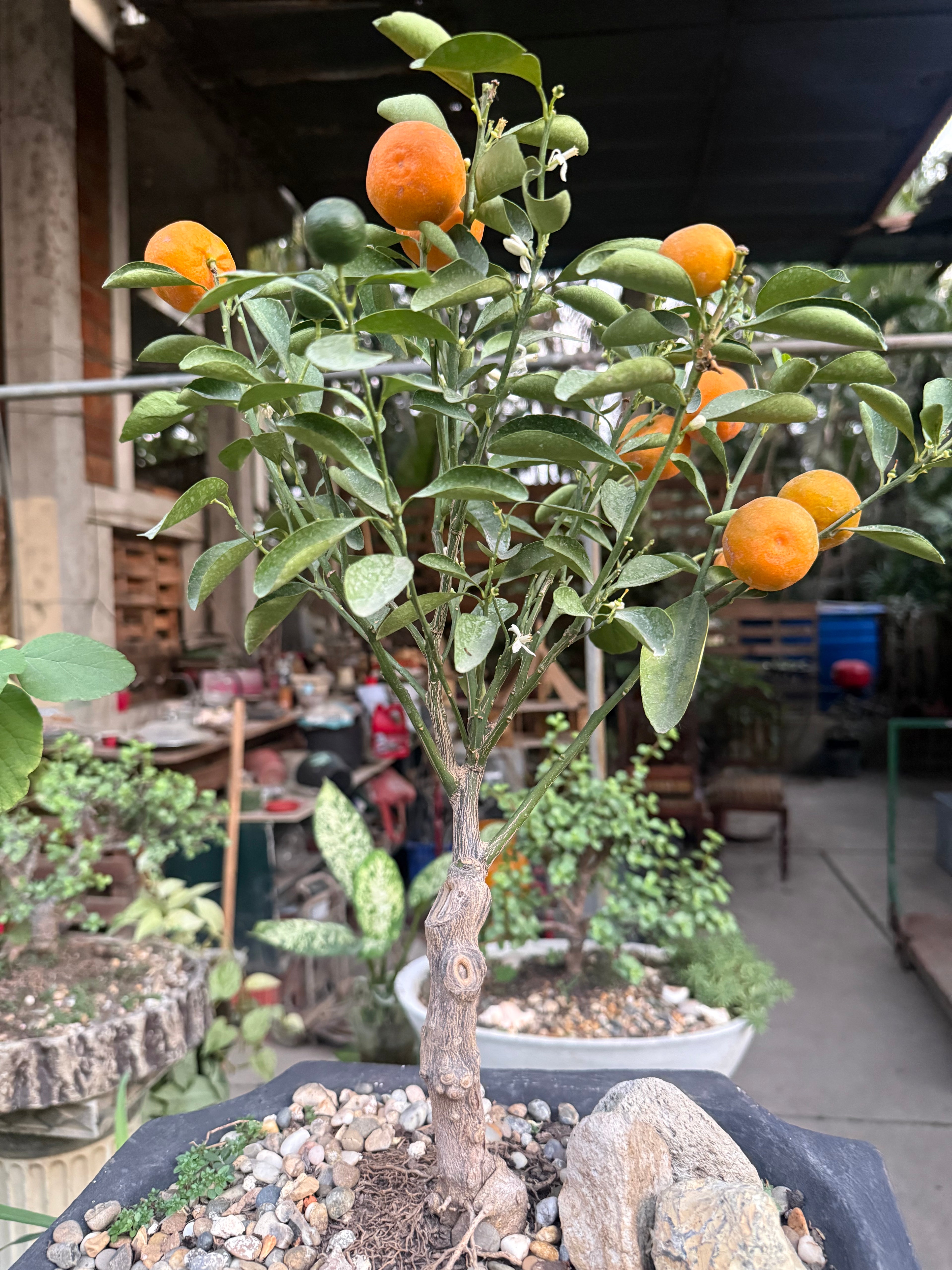 Calamdondin o Naranjo miniatura