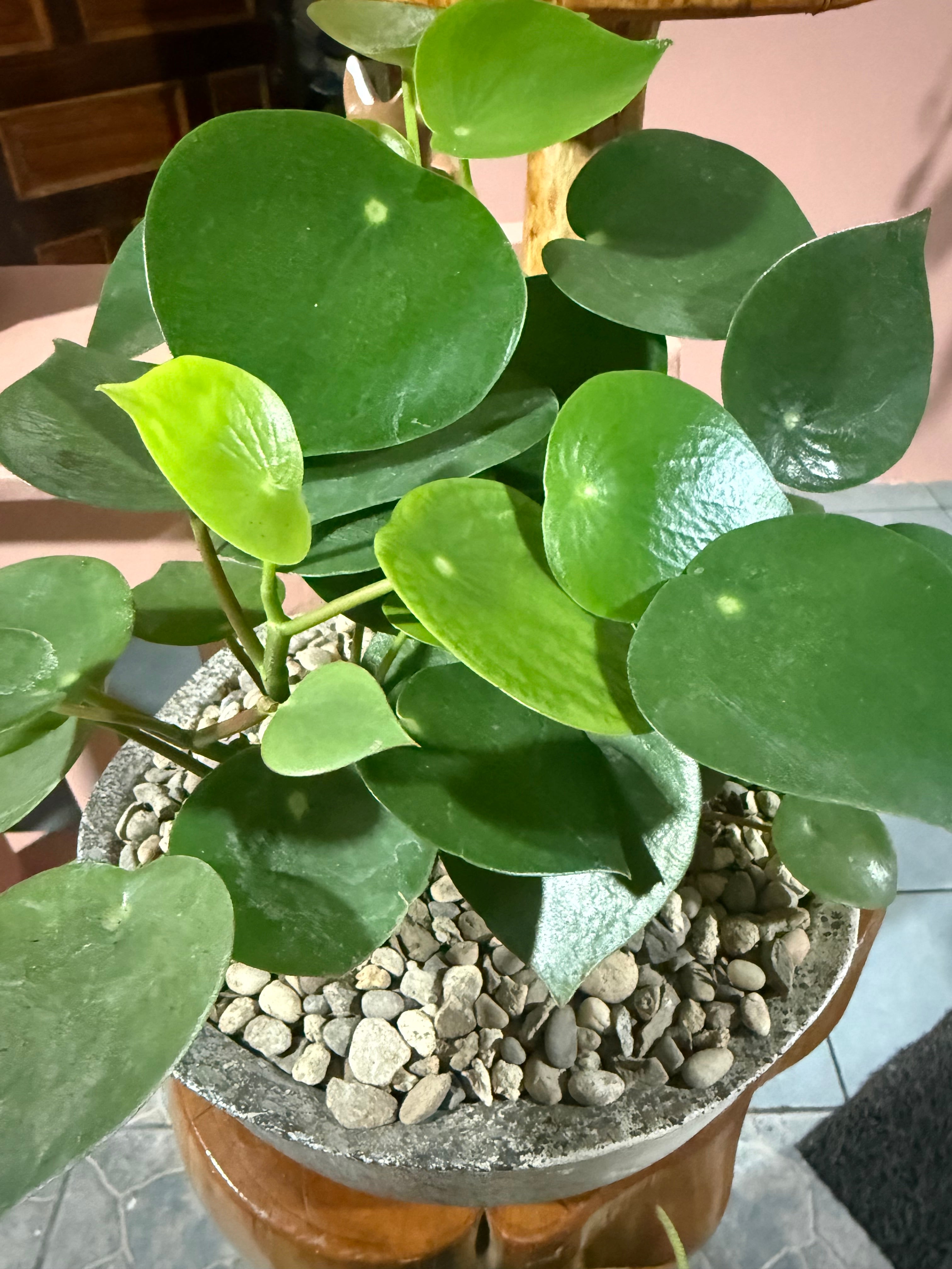 Peperomia