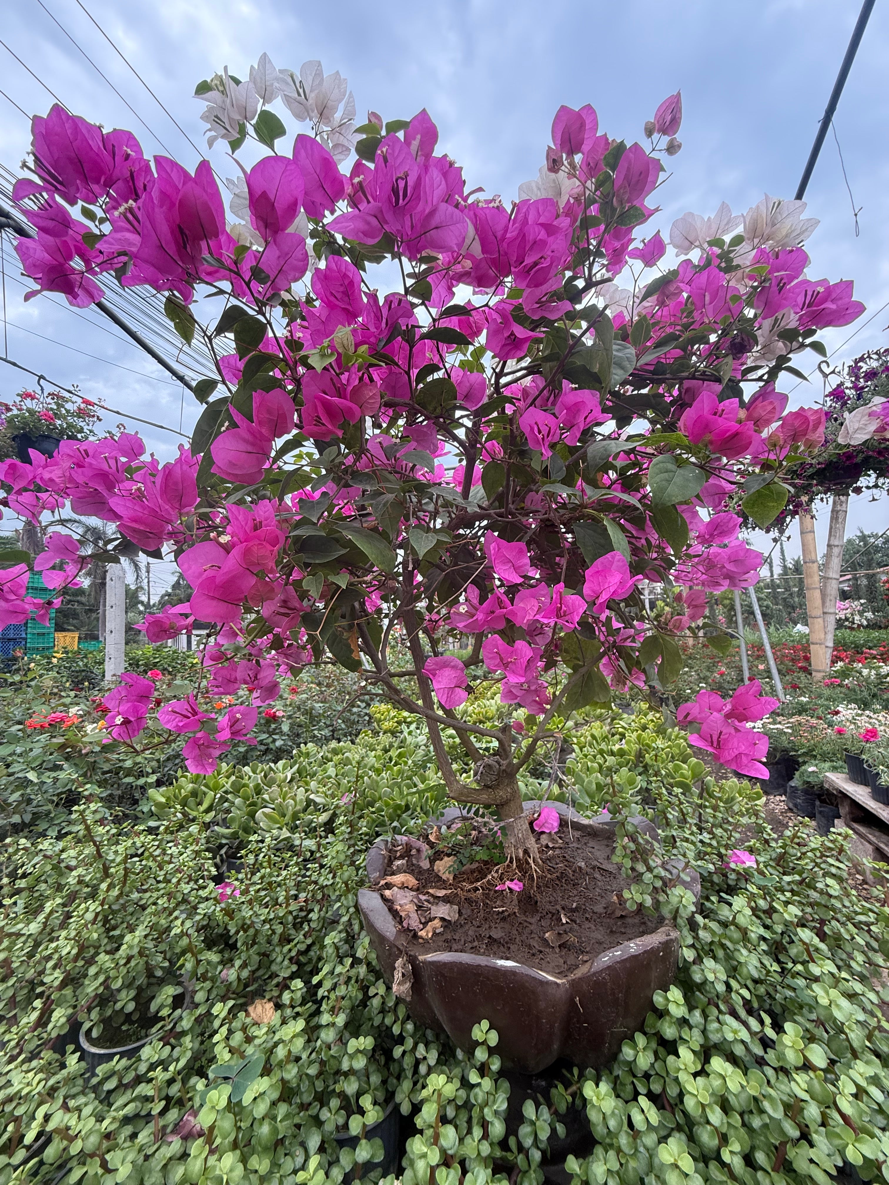 Buganvilla o Veranera