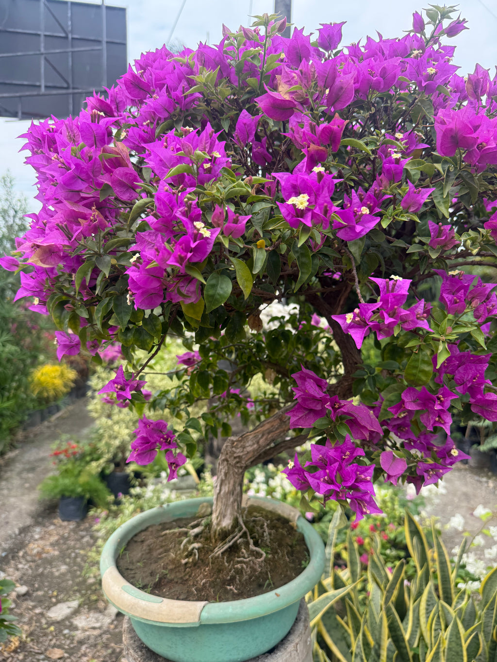 Buganvilla o Veranera