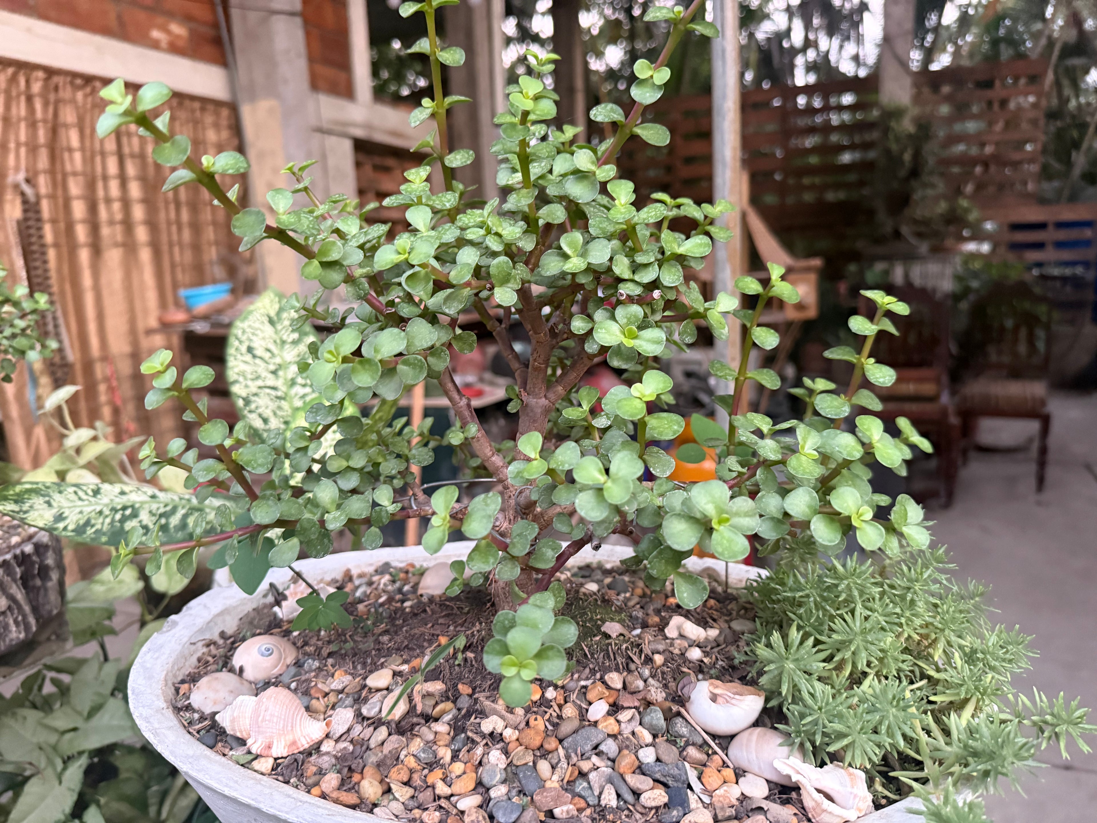 Portulacaria afra
 or the Tree of Abundance