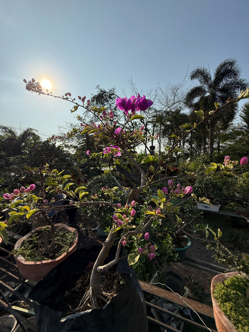 Buganvilla o Veranera