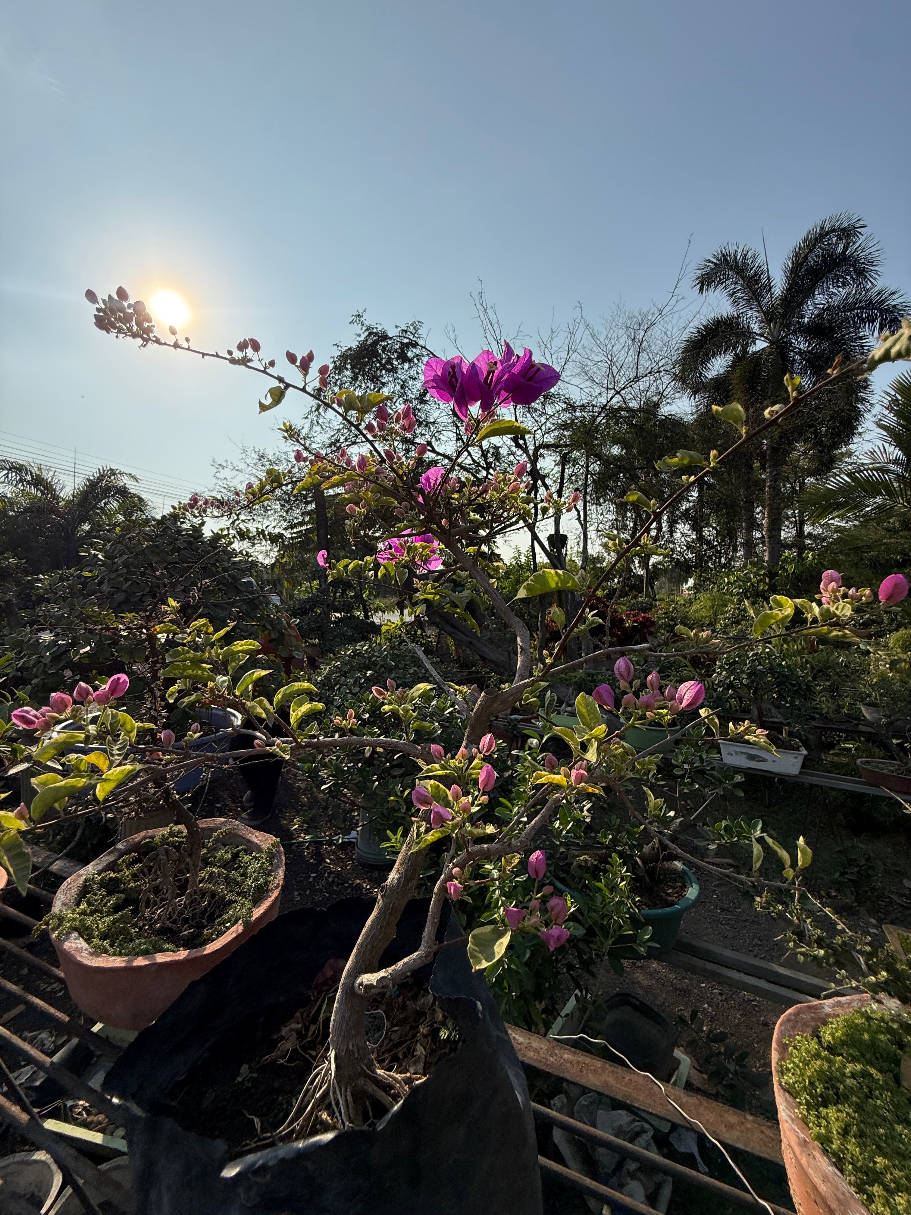 Buganvilla o Veranera