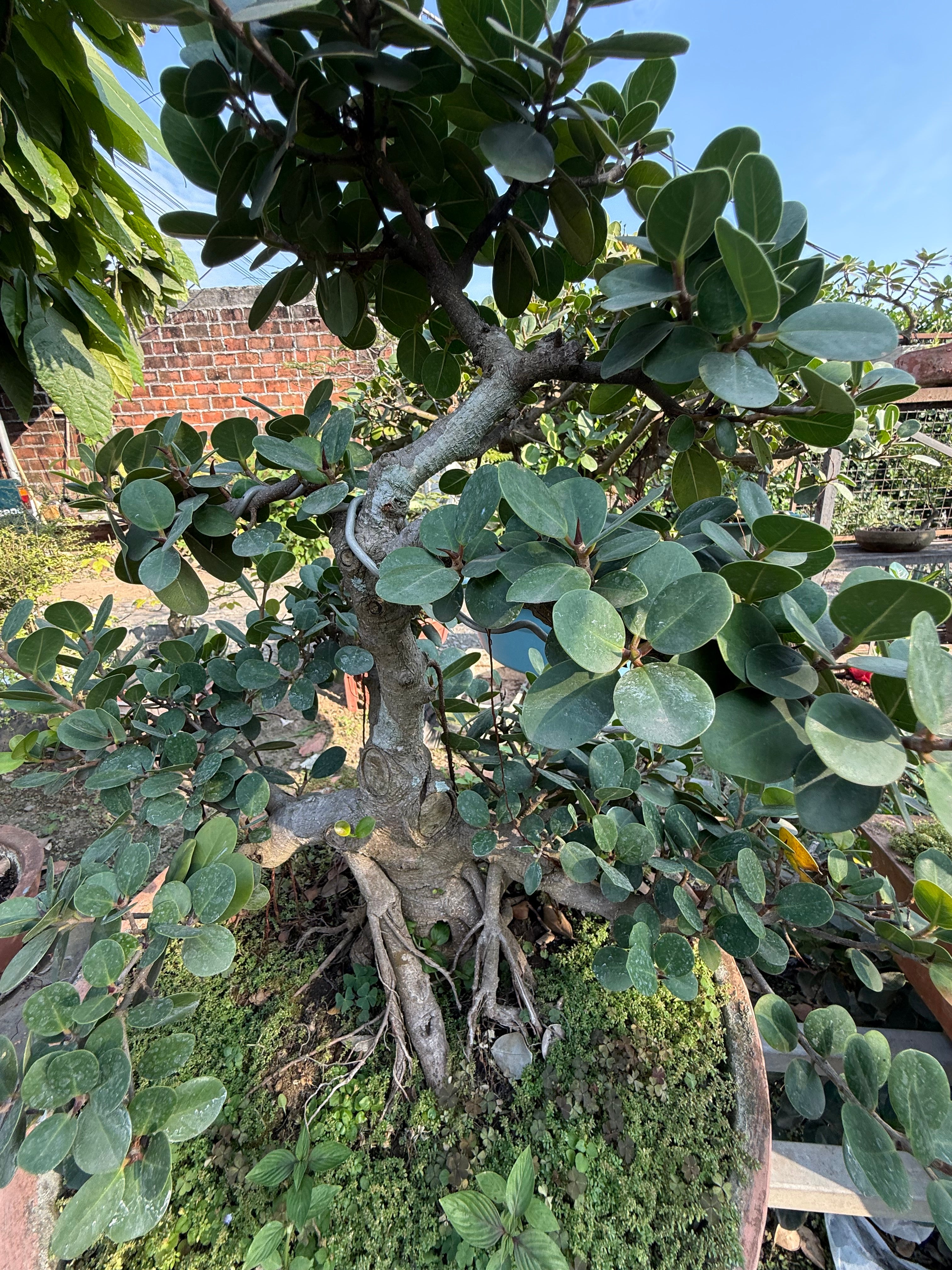 Ficus Microcarpa