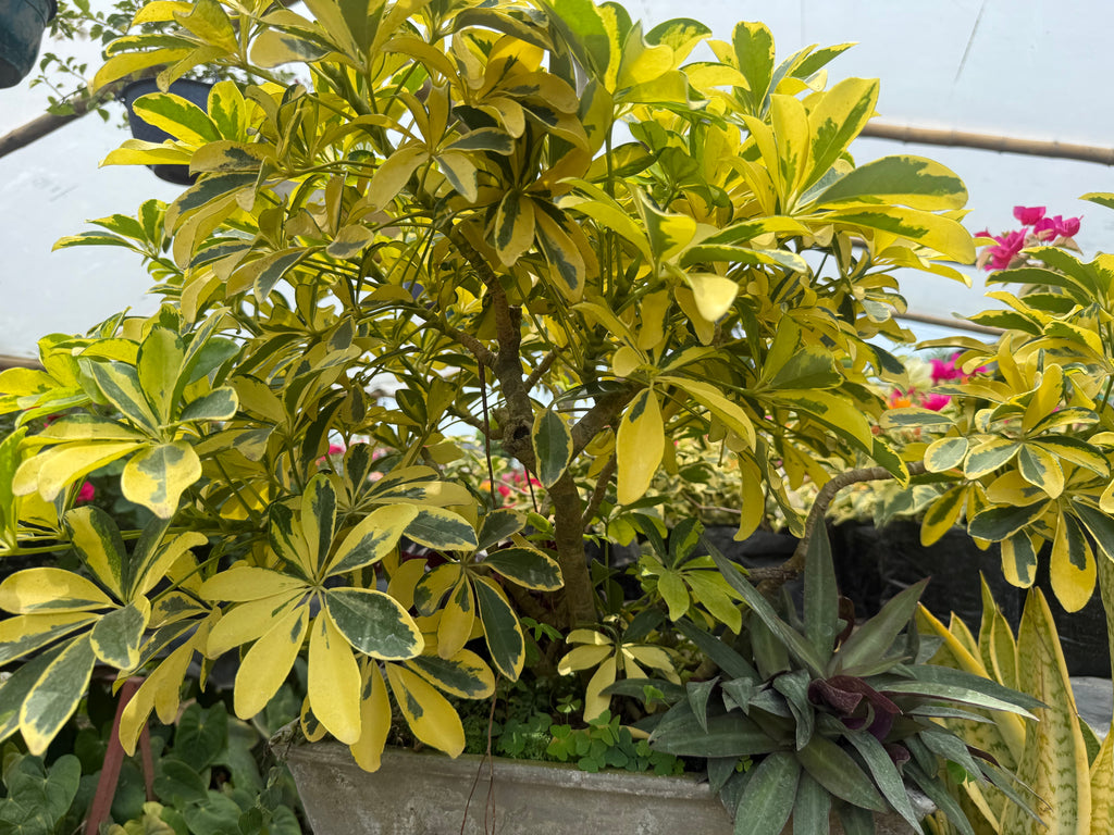Schefflera Arborícola Variegada