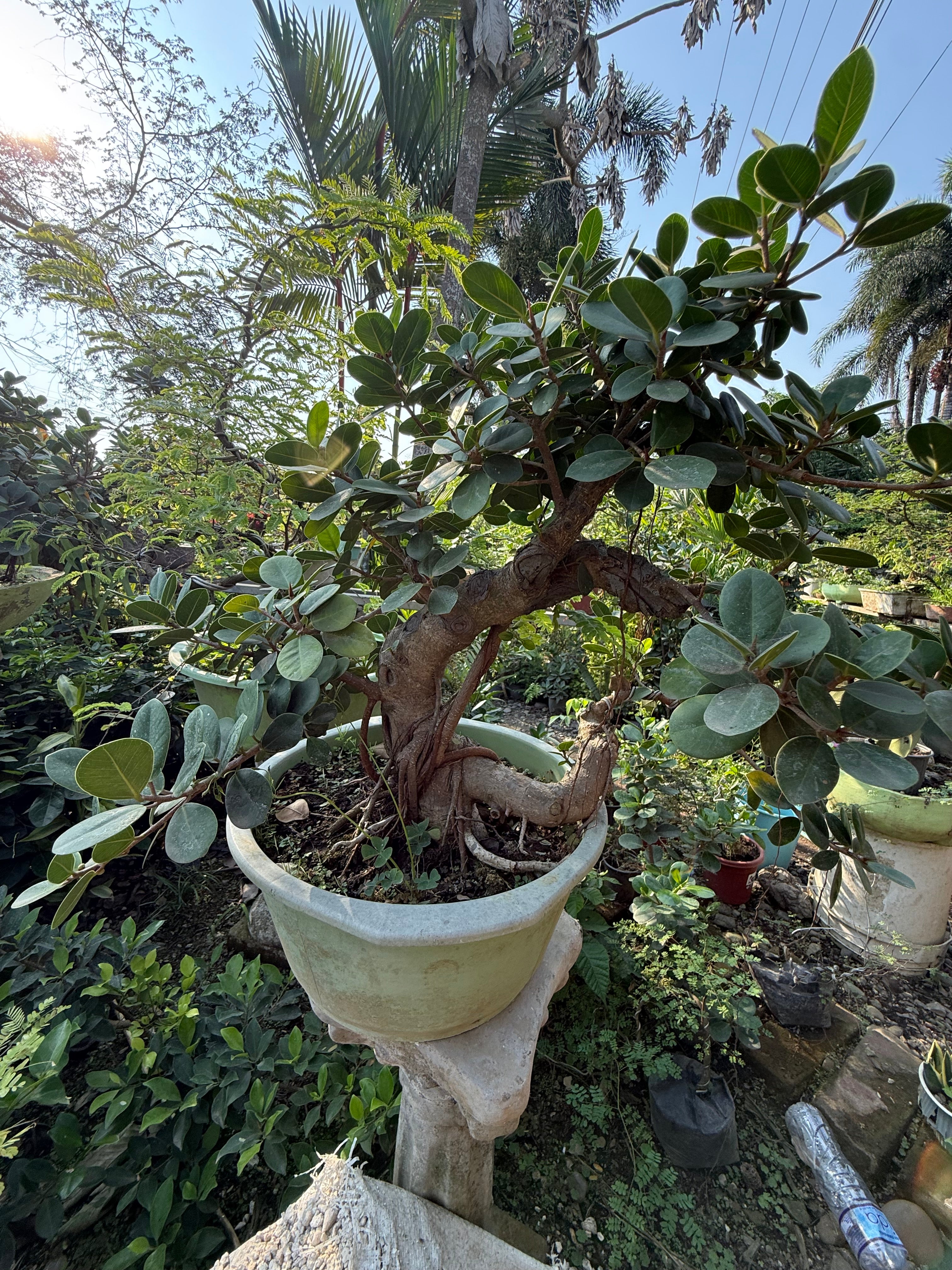 Ficus Microcarpa