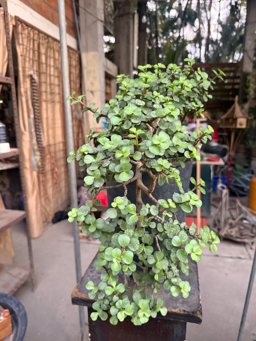 Portulacaria afra
 or the Tree of Abundance