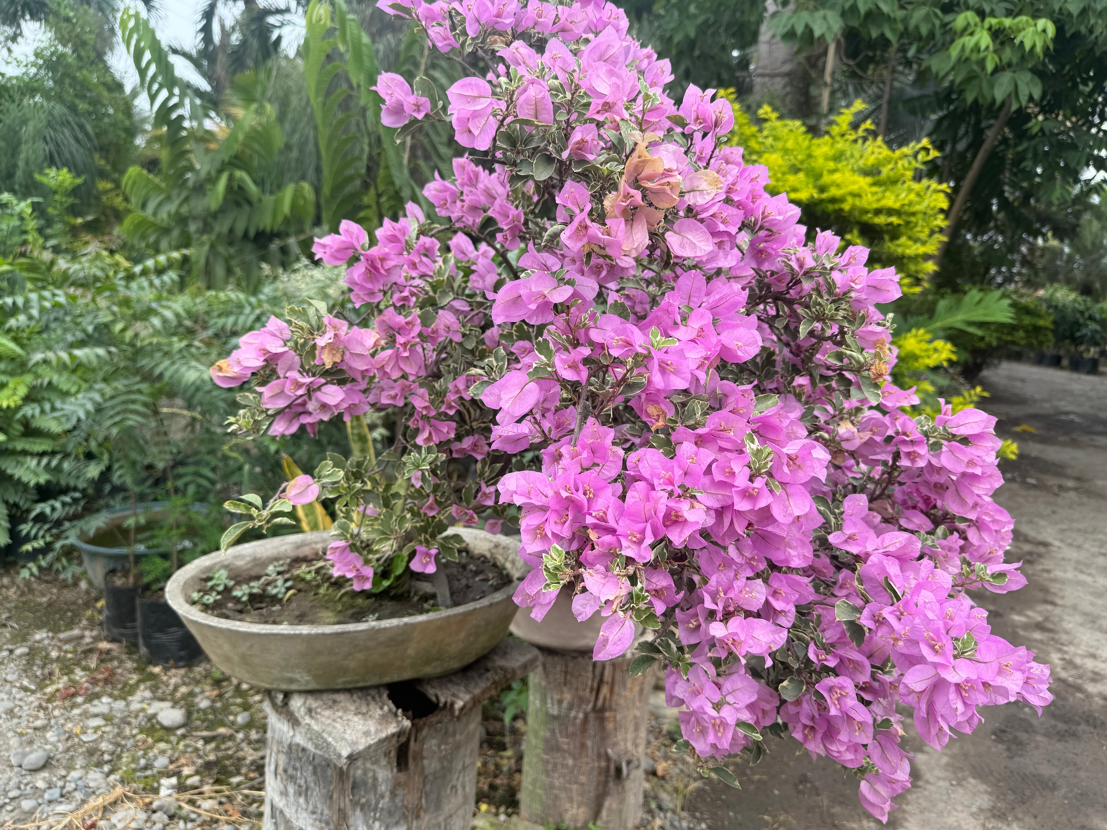 Buganvilla o Veranera