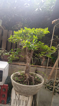 Bonsai de Jaboticaba
