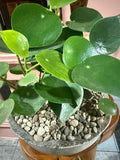 Peperomia
