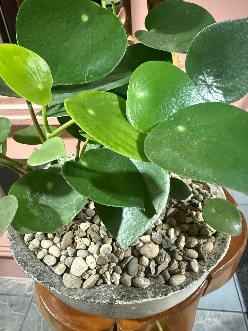 Peperomia