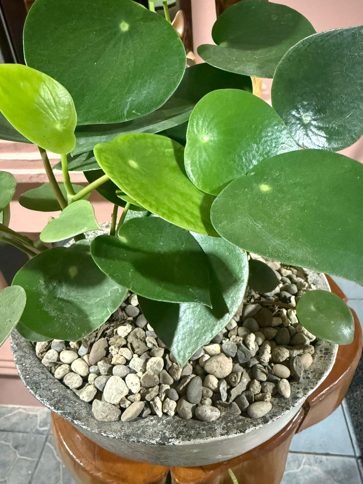 Peperomia
