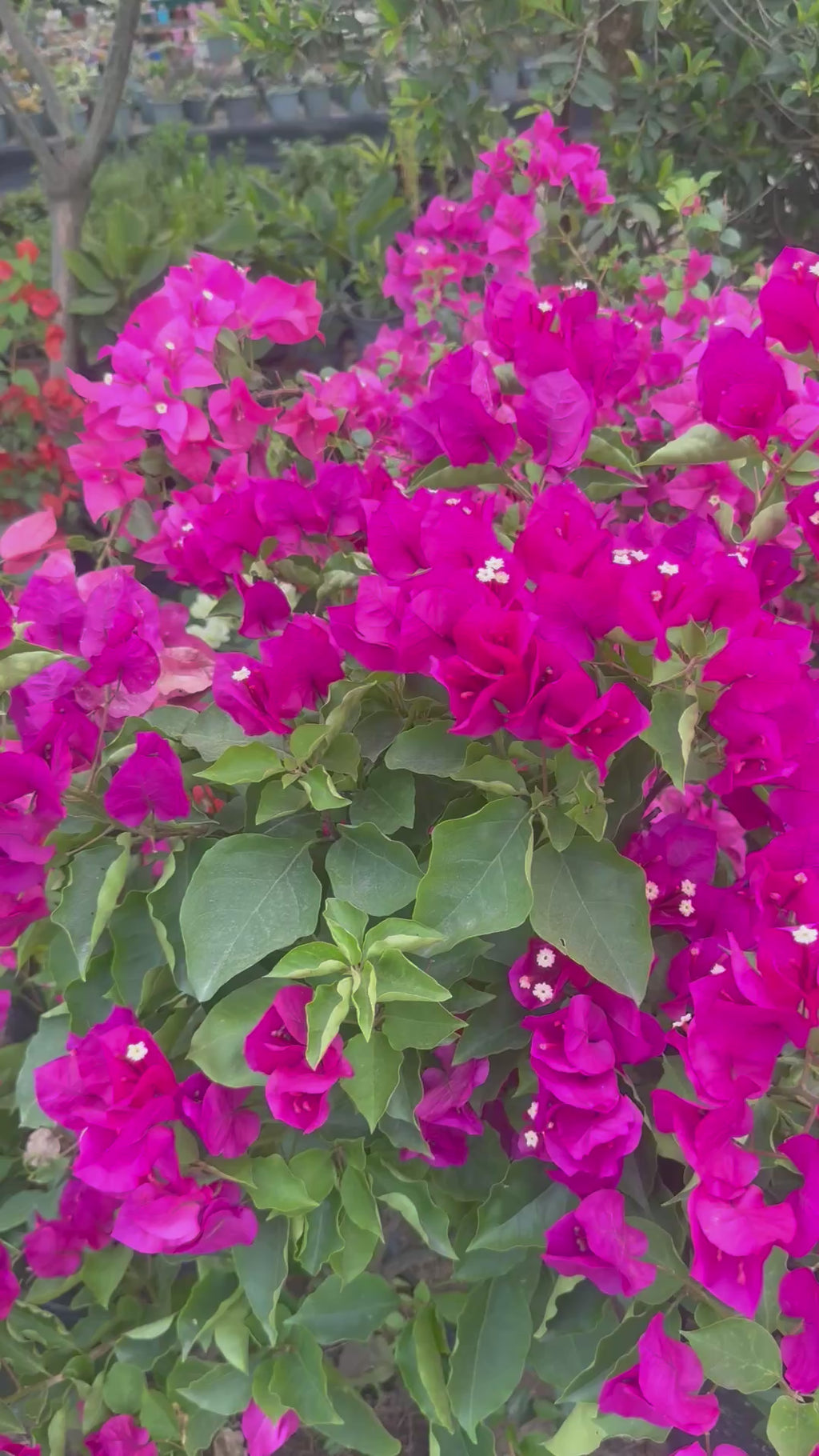 Buganvilla o Veranera